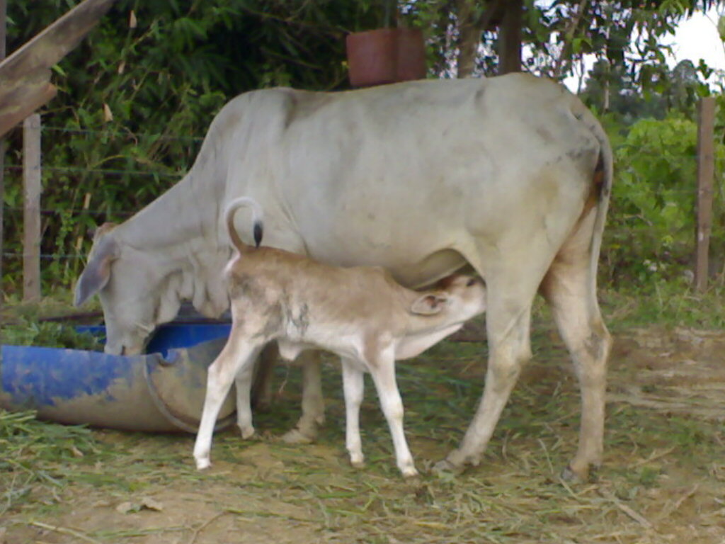 Lembu Lembu dan Kambing  Ahbengkoboi's Weblog